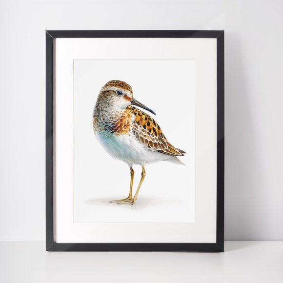 Watercolor Sandpiper Bird Portrait Wall Art Print, Unframed - Coastal Serenity - Picture 3 of 7